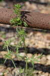 Cutleaf geranium